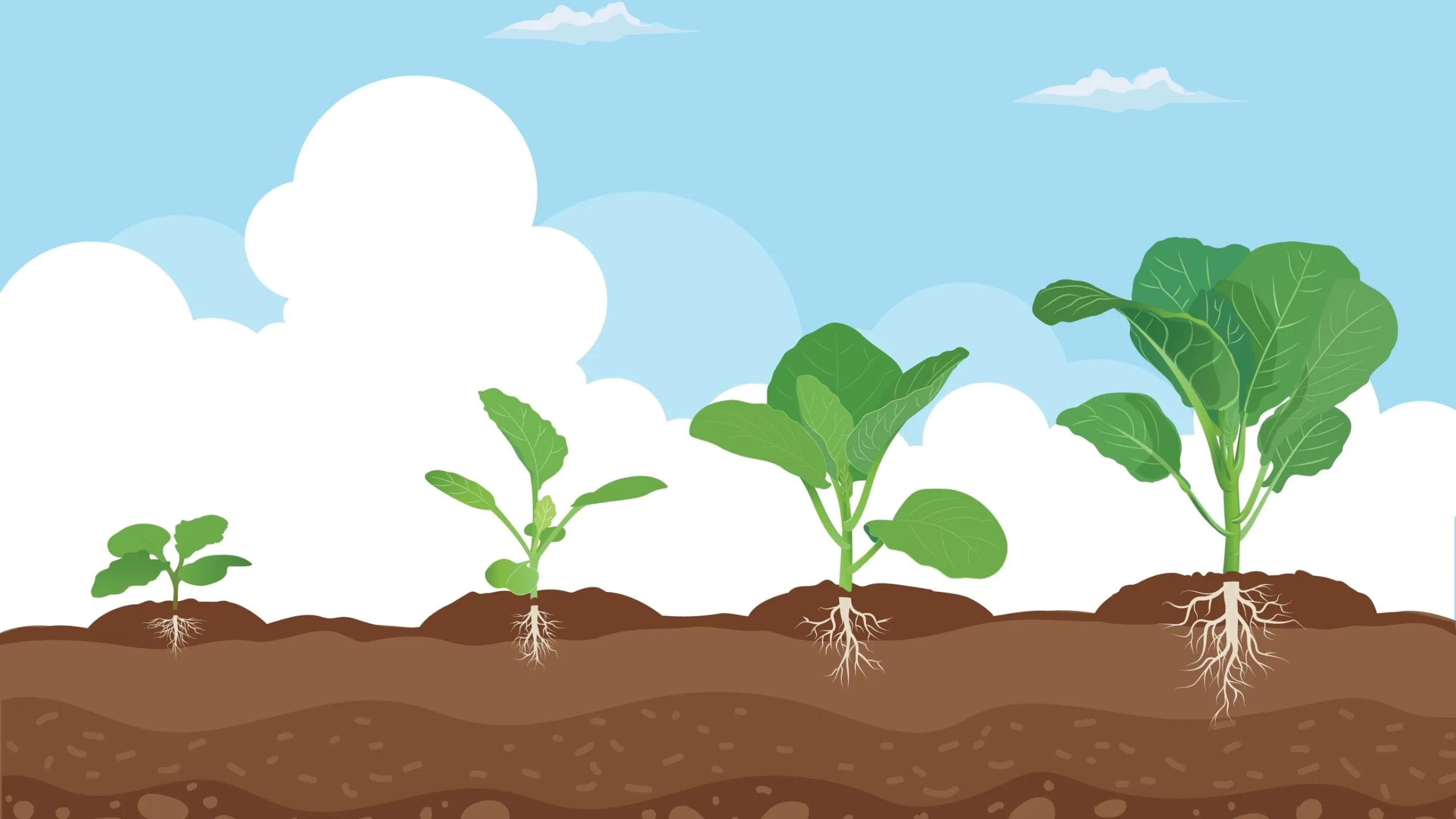 An image of different stages of a plant growing